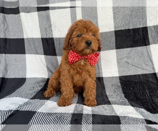 Medium Photo #4 Cavapoo (Miniature) Puppy For Sale in LAKELAND, FL, USA