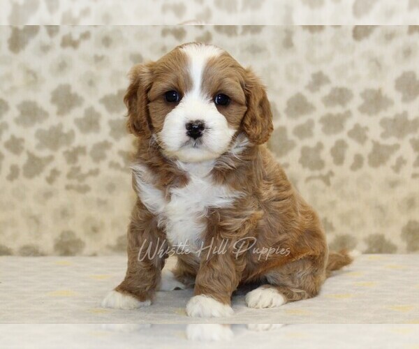 Medium Photo #1 Cavapoo Puppy For Sale in DENVER, PA, USA
