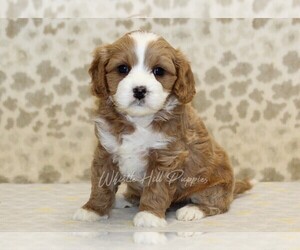Cavapoo Puppy for sale in DENVER, PA, USA