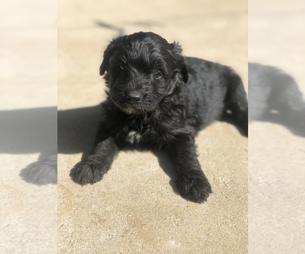 Medium Photo #7 Aussiedoodle Miniature  Puppy For Sale in SPENCER, TN, USA