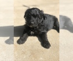 Small Photo #7 Aussiedoodle Miniature  Puppy For Sale in SPENCER, TN, USA