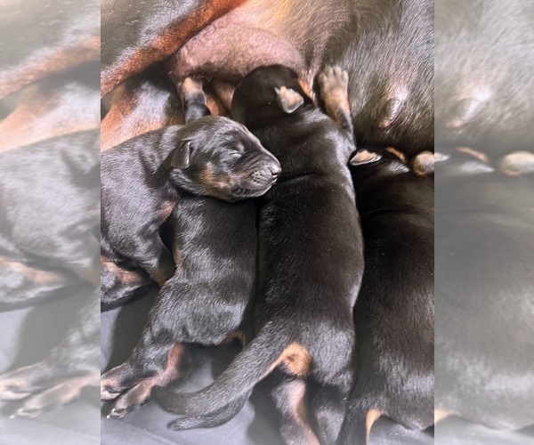 Medium Photo #1 Doberman Pinscher Puppy For Sale in PHOENIX, AZ, USA