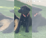 Small Photo #2 Labrador Retriever-Unknown Mix Puppy For Sale in San Diego, CA, USA