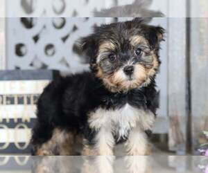 Yo-Chon Puppy for sale in MOUNT VERNON, OH, USA