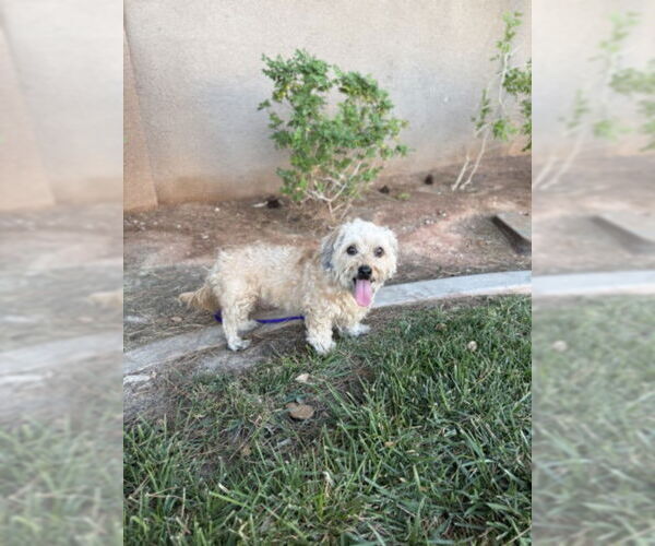 Medium Photo #1 Poodle (Miniature)-Unknown Mix Puppy For Sale in Las Vegas, NV, USA