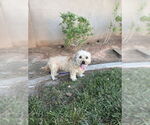 Small Poodle (Miniature) Mix