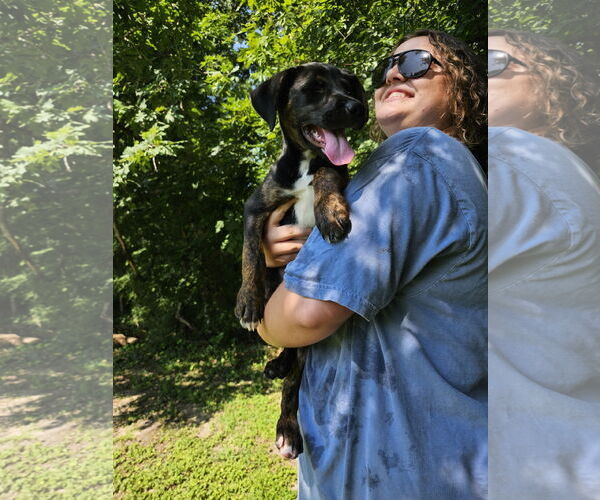 Medium Photo #7 Labrador Retriever-Unknown Mix Puppy For Sale in Thomasville, NC, USA