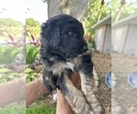 Small Photo #11 Aussiedoodle Puppy For Sale in LONGWOOD, FL, USA