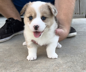 Aussie-Corgi Puppy for sale in ADA, OK, USA