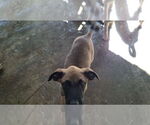 Small #5 Mutt
