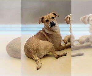 Puggle Dogs for adoption in Riverside, CA, USA