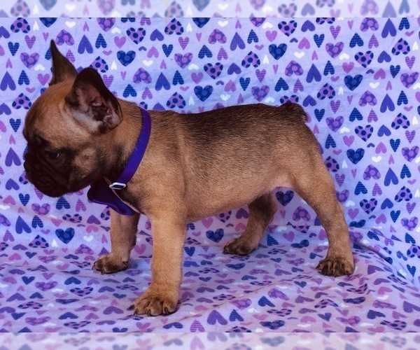 Medium Photo #2 French Bulldog Puppy For Sale in LANCASTER, PA, USA