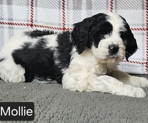 Saint Berdoodle Puppy for Sale in BEACH CITY, Ohio USA
