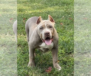 American Bully Puppy for sale in FRANKLIN, KY, USA