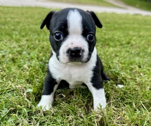 Boston Terrier Puppy for sale in GARFIELD, AR, USA