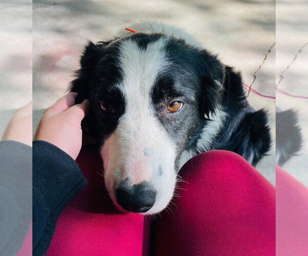 Medium Photo #2 Border Collie Puppy For Sale in Claremore, OK, USA