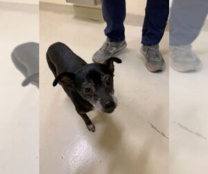 Chihuahua Dogs for adoption in Fremont, CA, USA