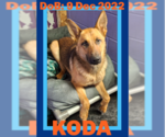 Small #24 German Shepherd Dog