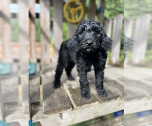 Medium Aussiedoodle