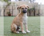 Small #1 Boxer Mix