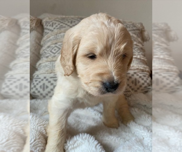 Medium Photo #10 Goldendoodle Puppy For Sale in SACRAMENTO, CA, USA