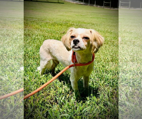 Medium Photo #3 Mal-Shi Puppy For Sale in Pacolet, SC, USA