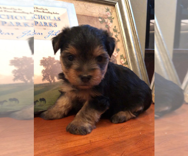 Medium Photo #1 Yorkshire Terrier Puppy For Sale in SILVER CREEK, GA, USA