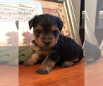 Small Photo #1 Yorkshire Terrier Puppy For Sale in SILVER CREEK, GA, USA