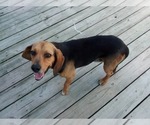 Small #3 Beagle