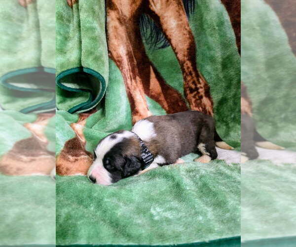 Medium Photo #4 Saint Bernard Puppy For Sale in CONVOY, OH, USA