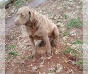 Mother of the Chesapeake Bay Retriever puppies born on 04/08/2022