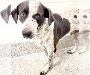 WATSON - Male German Shorthaired Pointer Dog for Adoption - Photo #3