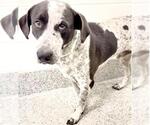 Small Photo #3 German Shorthaired Pointer Puppy For Sale in Houston, TX, USA