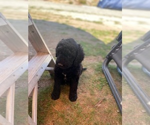 Labradoodle Puppy for sale in TACOMA, WA, USA