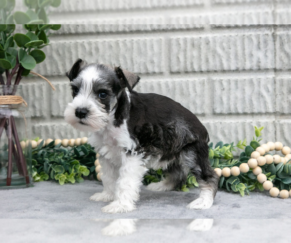 Medium Photo #3 Schnauzer (Miniature) Puppy For Sale in BALTIC, OH, USA