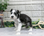 Small Photo #25 Schnauzer (Miniature) Puppy For Sale in BALTIC, OH, USA