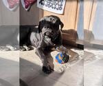 Small #1 Mastador
