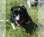 Small Photo #5 Border Collie Puppy For Sale in CARLISLE, KY, USA