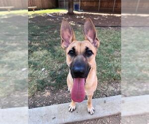German Shepherd Dog-Unknown Mix Dogs for adoption in Plano, TX, USA