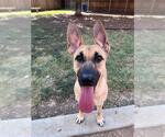 Small German Shepherd Dog Mix
