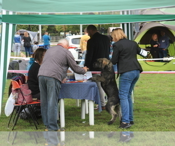 Medium Photo #7 Schnauzer (Giant) Puppy For Sale in Hatvan, Heves, Hungary