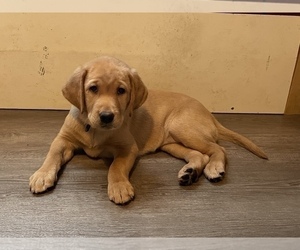Labrador Retriever Puppy for sale in SACRED HEART, MN, USA