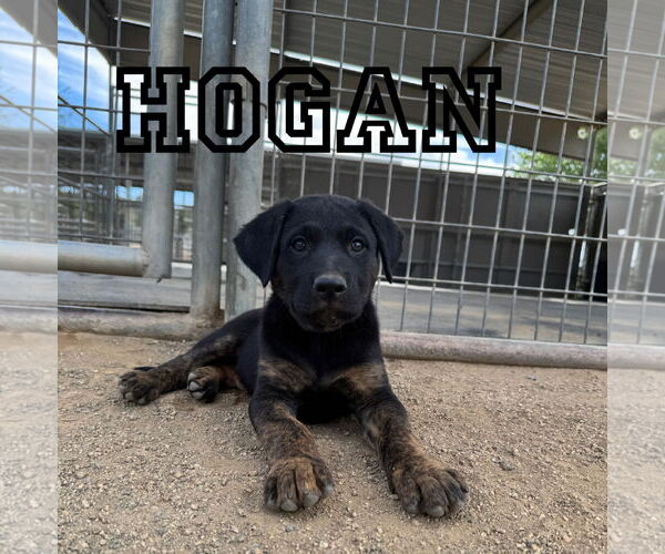 Medium Photo #3 Shepweiller Puppy For Sale in Riverside, CA, USA