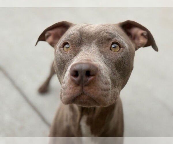 Medium Photo #1 American Pit Bull Terrier-Unknown Mix Puppy For Sale in Tulsa, OK, USA