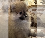 Small Photo #5 Pomeranian Puppy For Sale in ARNOLD, MD, USA