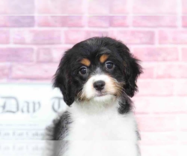 Medium Photo #3 Cavachon Puppy For Sale in BEL AIR, MD, USA