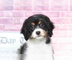 Small Photo #3 Cavachon Puppy For Sale in BEL AIR, MD, USA