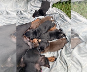 Dachshund Litter for sale in HOUSTON, TX, USA