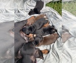 Small Dachshund