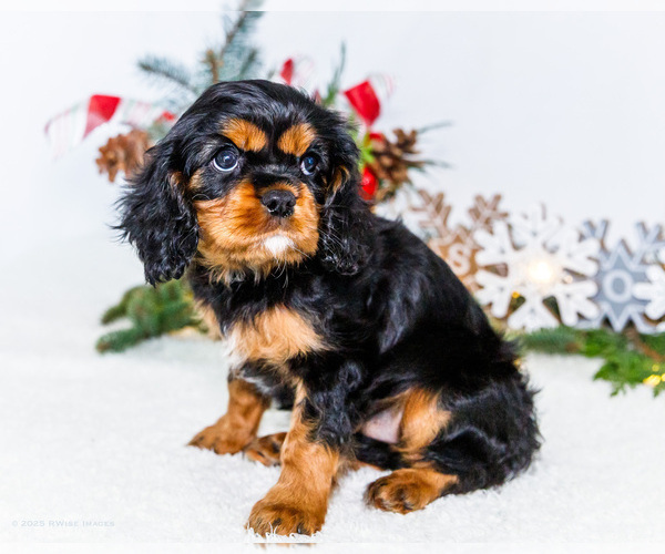 Medium Photo #4 Cavalier King Charles Spaniel Puppy For Sale in WAKARUSA, IN, USA